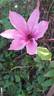 Hagley Hybrid clematis photo