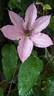 Hagley Hybrid clematis photo