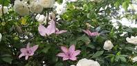 Hagley Hybrid clematis photo