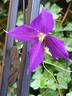 Jackmanii Superba clematis photo