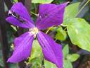 Jackmanii Superba clematis photo