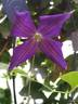 Jackmanii Superba clematis photo