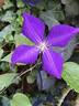 Jackmanii Superba clematis photo