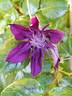 Kokonoe clematis photo