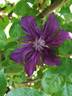 Kokonoe clematis photo