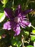 Kokonoe clematis photo
