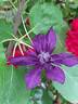 Kokonoe clematis photo