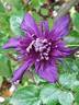 Kokonoe clematis photo