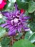 Kokonoe clematis photo