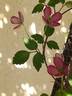 C. montana 'Freda' clematis photo