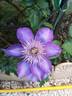 Multiblue clematis photo