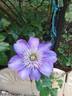 Multiblue clematis photo