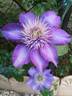 Multiblue clematis photo