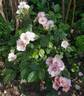 Persian Dawn rose photo
