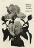 Madame Joseph Perraud rose photo