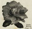 Annie Drevet rose photo