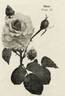 Hilda rose photo