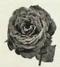 Gloire de Rome rose photo