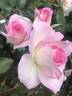 Brindabella Missy rose photo