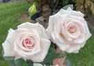 Brindabella Divine rose photo