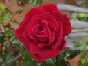 Thinking of You rose photo