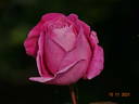 Pink Pearl rose photo
