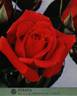 Soraya ® rose photo