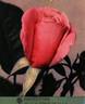 Rendez-vous rose photo