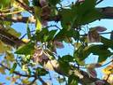 C. cirrhosa 'Freckles' clematis photo