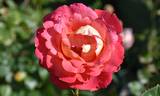 Decor Arlequin rose photo