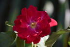 Will Scarlet rose photo