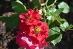 Will Scarlet rose photo