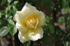 Leverkusen rose photo