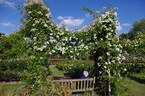 The Garland rose photo