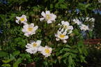 The Garland rose photo