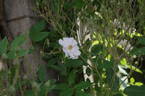 The Garland rose photo