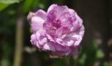 Rose-Marie Viaud rose photo