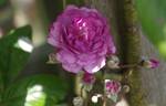Rose-Marie Viaud rose photo