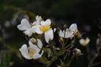 Kew Rambler rose photo