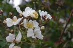 Kew Rambler rose photo