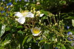 R. longicuspis rose photo