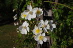 R. longicuspis rose photo