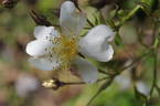 R. longicuspis rose photo