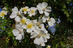 R. longicuspis rose photo