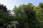 Rose-Marie Viaud rose photo