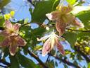 <i>C. cirrhosa</i> 'Advent Bells' clematis photo