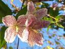 C. cirrhosa 'Freckles' clematis photo