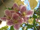 C. cirrhosa 'Freckles' clematis photo