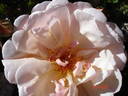 Auguste Gervais rose photo