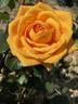 Brindabella Goldmine rose photo